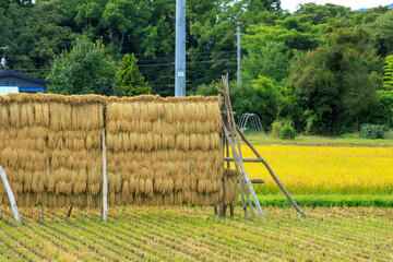はさ掛け　稲刈り　自然乾燥　秋田県　農業