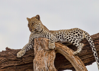 A Leopard laying in a tree. Taken in Samburu, Kenya
