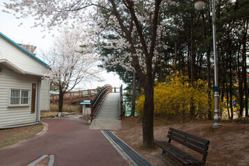 Spring cherry blossoms at the Senior Welfare Center in Yeoju, Gyeonggi-do, South Korea