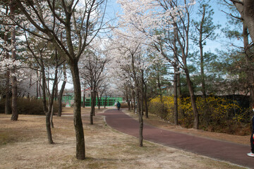 Spring cherry blossoms at the Senior Welfare Center in Yeoju, Gyeonggi-do, South Korea