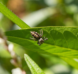 spider (salticidae) on a leaf 