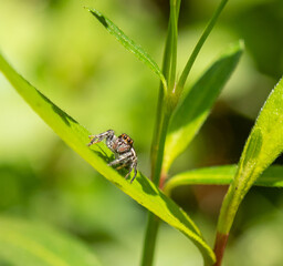 Salticidae on a leaf