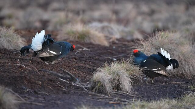 Black Grouse on spring bog ready for fighting, lekking. Spring colors of moors with black grouse, blackcock. Male Black Grouse lek game at sunrise. Lyrurus tetrix lekking in Estonia, Saaremaa swamp