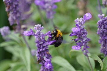 花の蜜を集めるクマンバチ　飛んでいるクマバチ