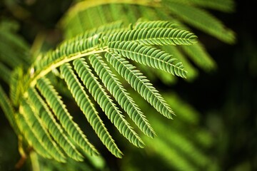 Fern Leaf in the Forest