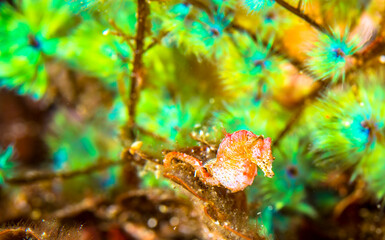 八丈島　旅行　海　ケヤリ　ハナタツ
