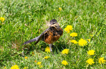 An American Robin nest building. Taken in Alberta, canada