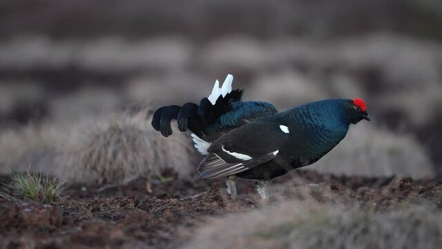 Black Grouse on spring bog ready for fighting, lekking. Spring colors of moors with black grouse, blackcock. Male Black Grouse lek game at sunrise. Lyrurus tetrix lekking in Estonia, Saaremaa swamp