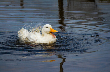 Unique Farm on the Water in Amuntai