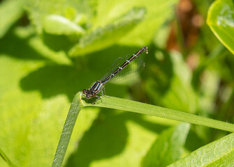 damselfly in nature