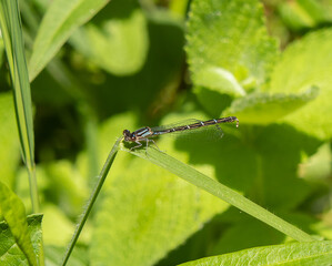 damselfly on a leaf