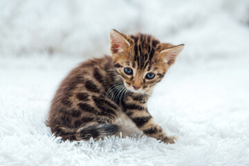 Little bengal kitten on the white fury blanket