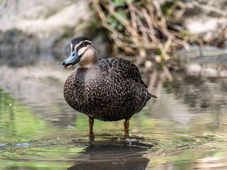 Wood Duck Mouth Open