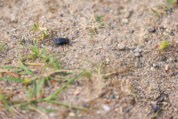 dark black fly walking on the ground