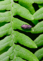 A small dark beetle with an iridescent wing stripe on the regular structure of shrub leaves