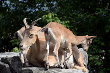 Naklejka na ściany i meble Female Dagestan tour (Latin Capra caucasica cylindricornis) with baby goats in the zoo