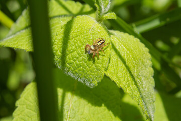 golden spider on a green leaf