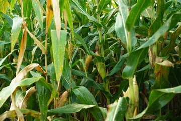 Fully grown corn ready to be harvested