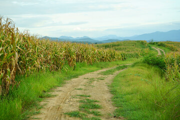 Fototapeta na wymiar Fully grown corn ready to be harvested