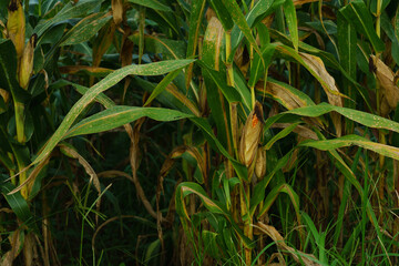 Fully grown corn ready to be harvested