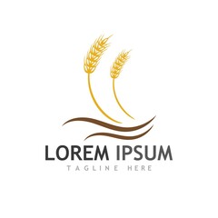 Agriculture wheat vector