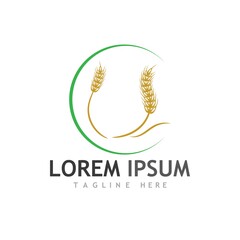 Agriculture wheat vector