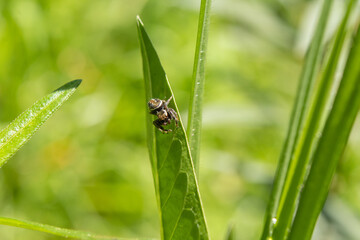 spider on a green leaf