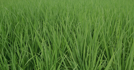 Fototapeta na wymiar Green rice on the field