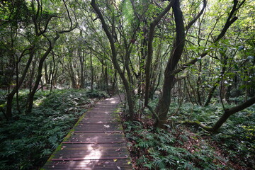 a refreshing summer forest with a walkway