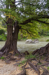 Fototapeta na wymiar Bald cypress trees at the edge of a rain-swollen river.