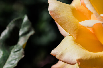 Fototapeta na wymiar a close up of yellow rose petals.