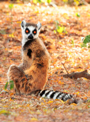 Naklejka na ściany i meble The ring-tailed lemur (Lemur catta) is a large strepsirrhine primate and the most recognized lemur due to its long, black and white ringed tail. 