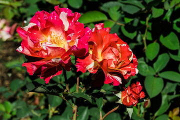 Red and white roses in full bloom.