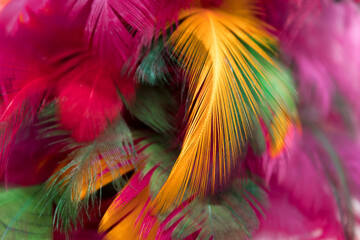 Fondo plumas coloridas