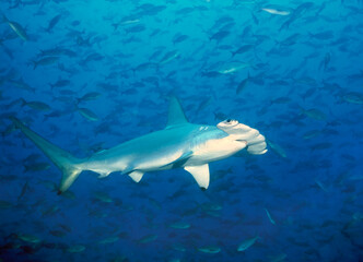 The scalloped hammerhead (Sphyrna lewini) is a species of hammerhead shark in the family Sphyrnidae.