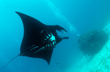 Manta rays are large rays belonging to the genus Mobula. The larger species, M. birostris, reaches 7 m (23 ft) in width, while the smaller, M. alfredi, reaches 5.5 m (18 ft).