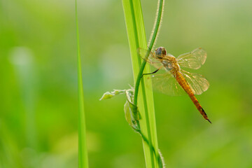dragonfly on a leaf
Pantala flavescens