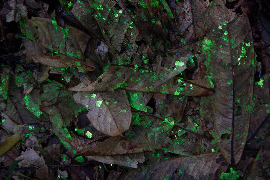 bioluminescent fungi grow on dead leaves on the forest floor of the Amazon Rainforest.