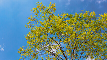 Blue sky, white clouds and green trees