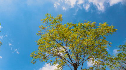 Blue sky, white clouds and green trees