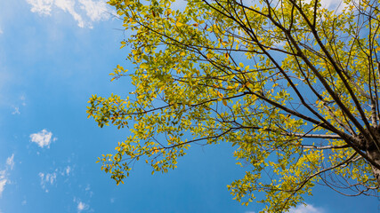 Blue sky, white clouds and green trees