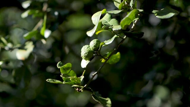 Bergamot is a medicinal herb used in medicine. Organic medicine.