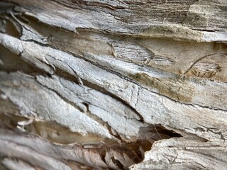 Closeup of peeling tree bark.