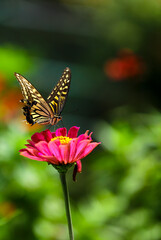 Fototapeta na wymiar 꽃밭에서 호랑나비가 꽃을 찾아 날아드는 모습 A swallowtail butterfly flies in search of flowers in a flower garden 