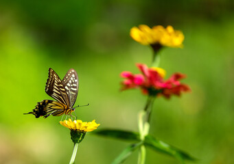꽃밭에서 호랑나비가 꽃을 찾아 날아드는 모습
A swallowtail butterfly flies in search of flowers in a flower garden

