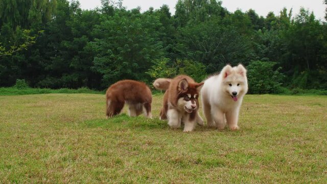 Four Lovely Alaskan malamute puppy dog outdoor playing on the grassland. slow motion 4k.