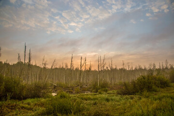 thick fumes rise above the gloomy swamp at dawn