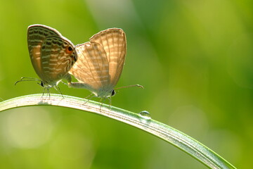 mating butterfly on a green leaf