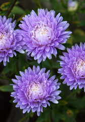 Aster blue flowers in a garden close - up view