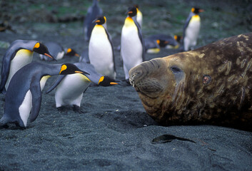 King Penguins checking out a huge elephant seal on Macquarie Island in the Southern Ocean..